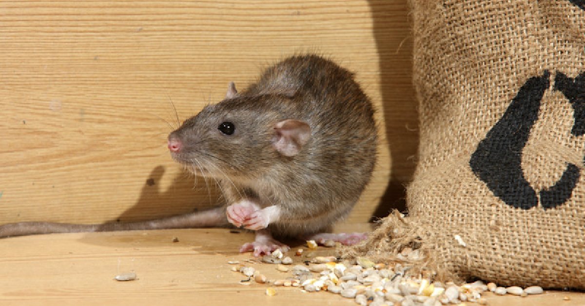 Rodent Management Practices