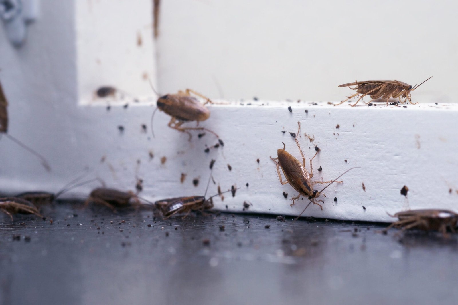 Cockroach Management Practices