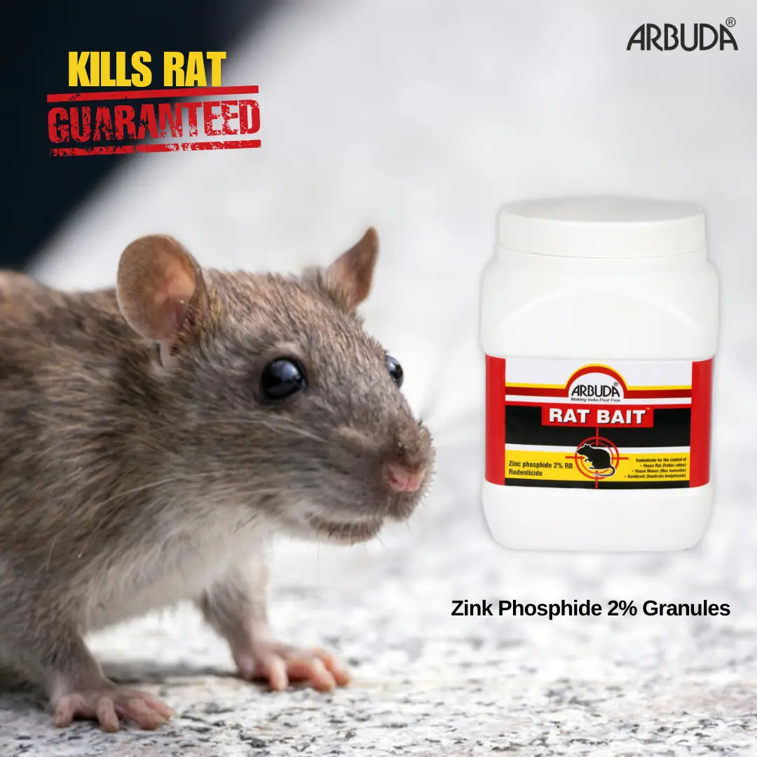 Rat Bait