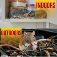 Rat Bait